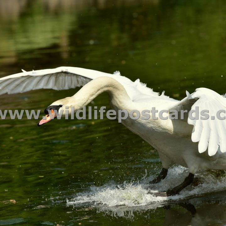 ko Swan in motion by Paul McElroy