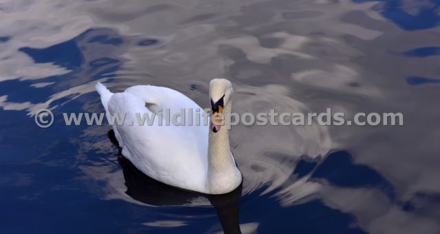 kp Swan blue sky by Paul McElroy