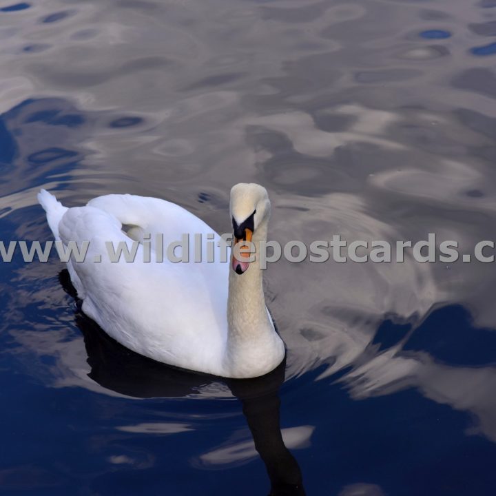 kp Swan blue sky by Paul McElroy