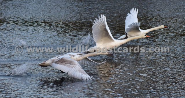 kq Swan race by Paul McElroy