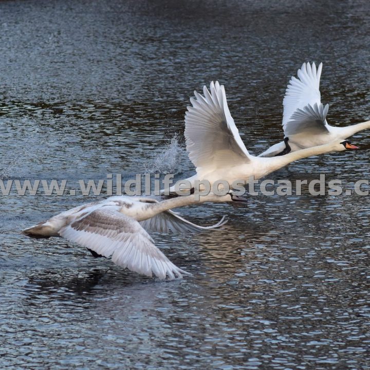 kq Swan race by Paul McElroy