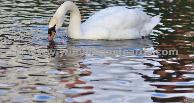 kr Swan red white and blue by Paul McElroy