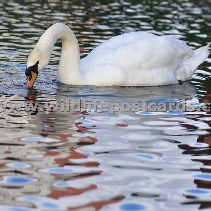 kr Swan red white and blue by Paul McElroy