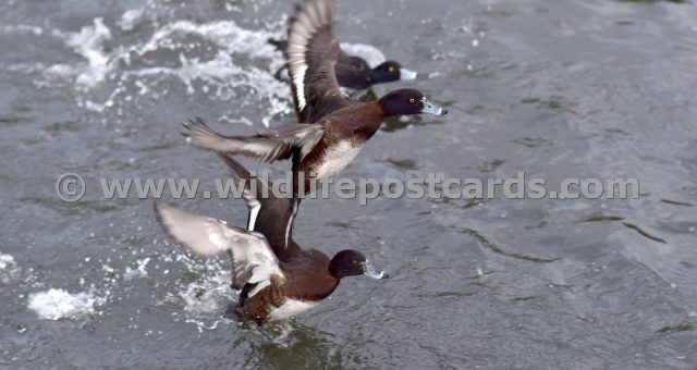 ia Tufted trio by Paul McElroy