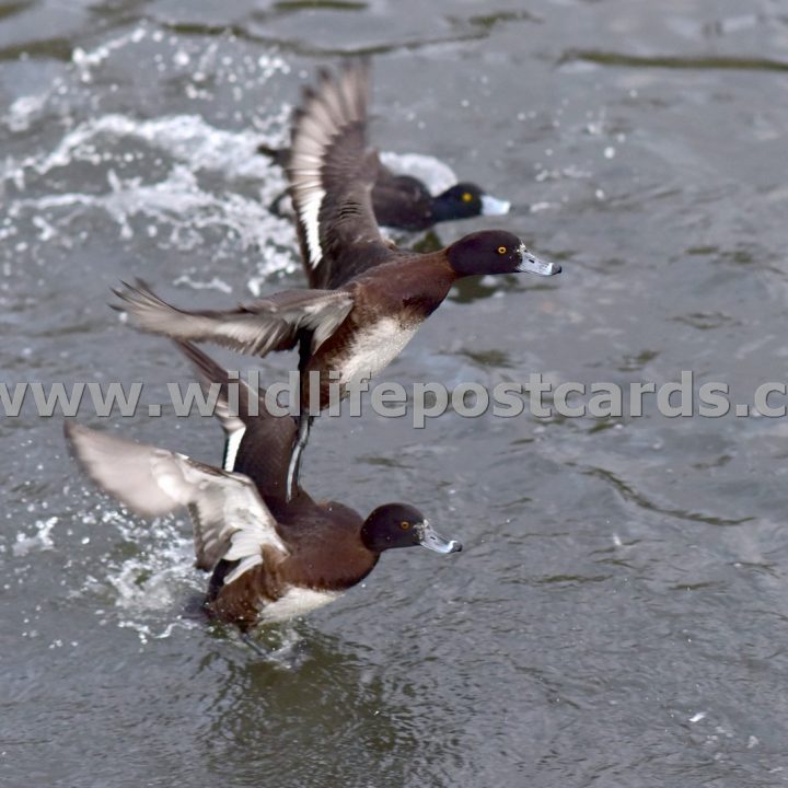 ia Tufted trio by Paul McElroy