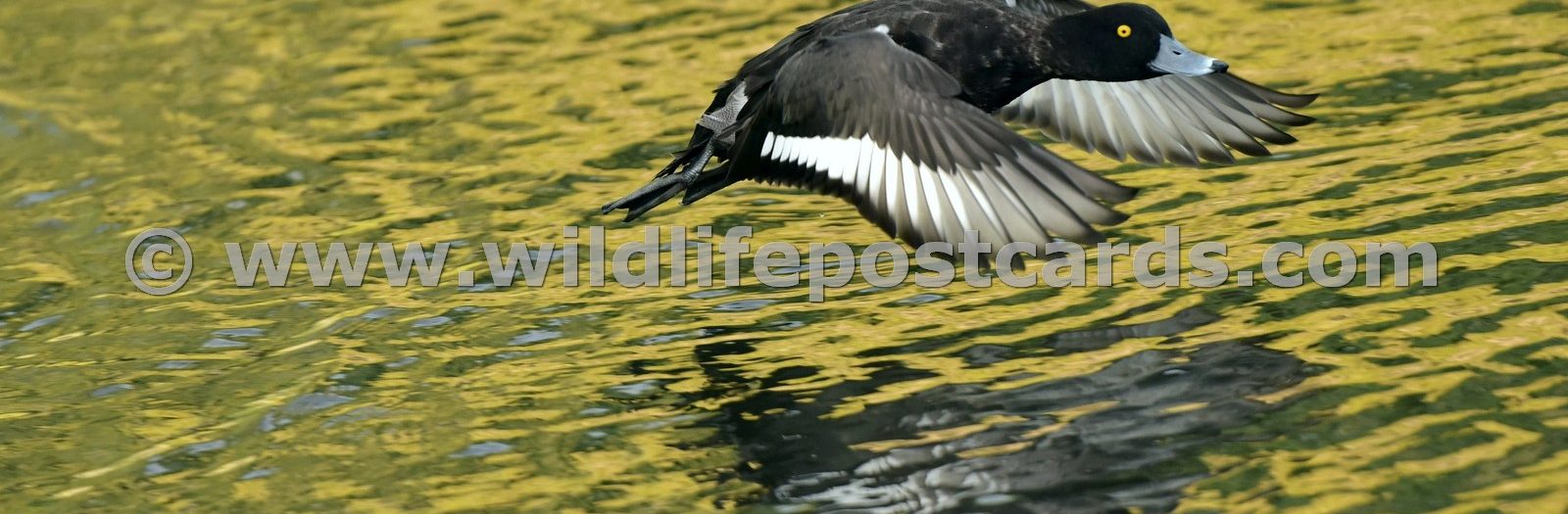 Tufted Ducks Gallery - click on a photo for details and prices