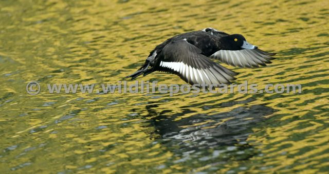 ib Tufted on golden pond by Paul McElroy