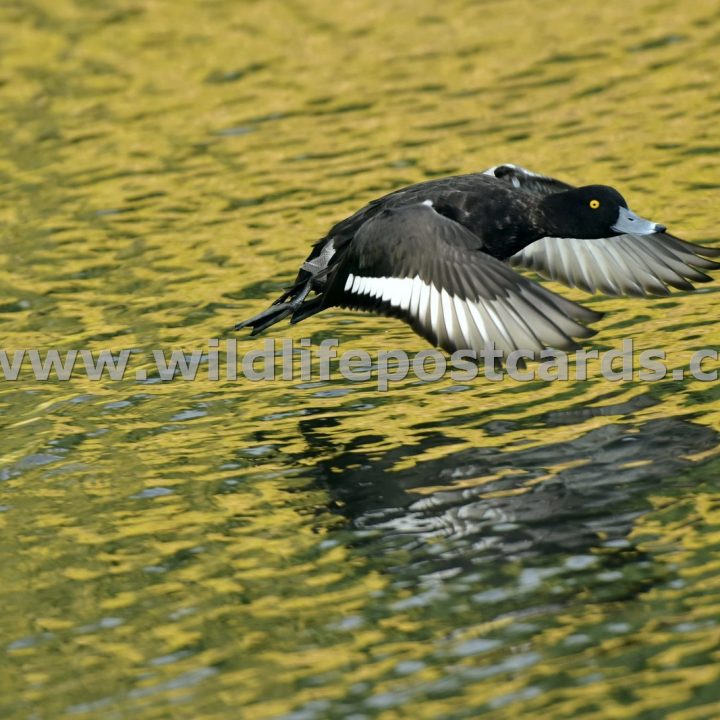 ib Tufted on golden pond by Paul McElroy