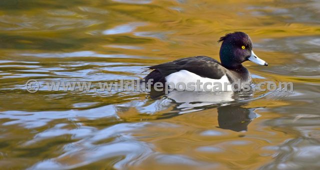 ic Tufted gold by Paul McElroy