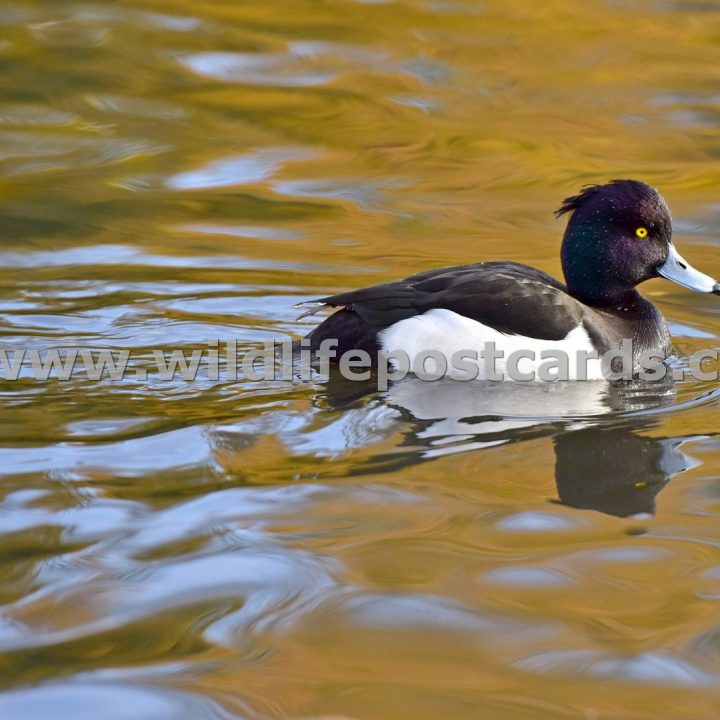 ic Tufted gold by Paul McElroy