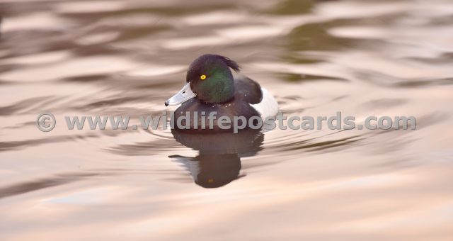 id Tufted at twilight by Paul McElroy