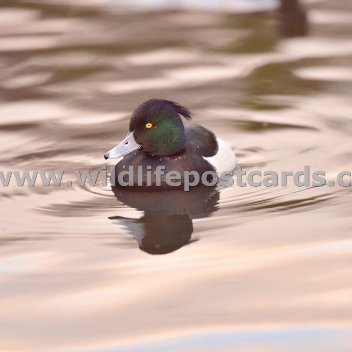 id Tufted at twilight by Paul McElroy