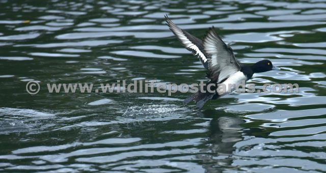 ie Tufted in flight by Paul McElroy