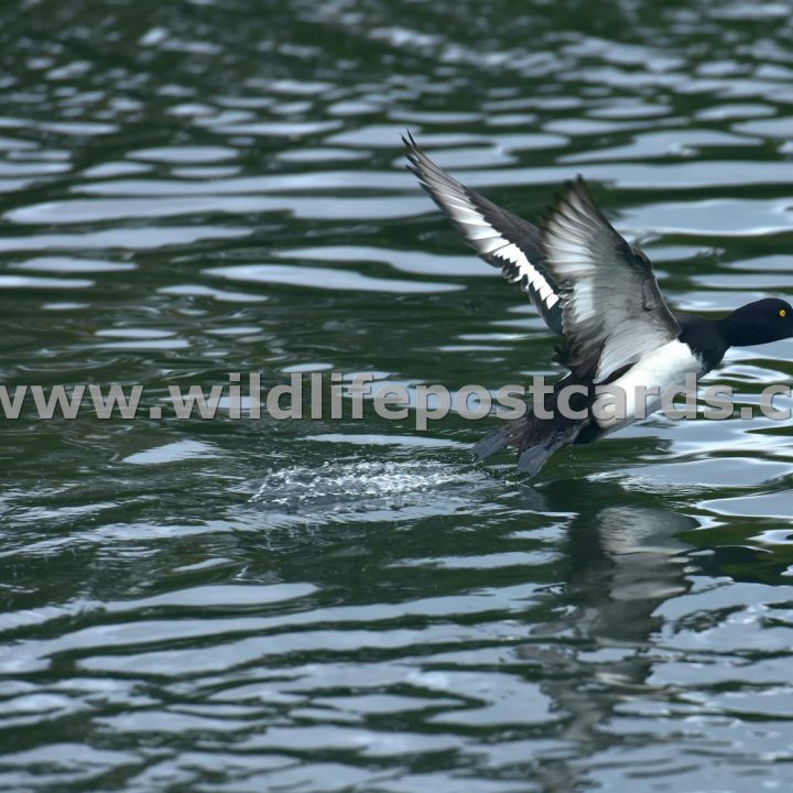 ie Tufted in flight by Paul McElroy