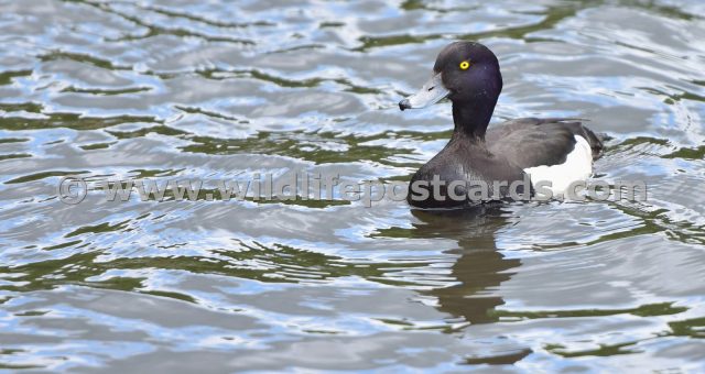 ij Tufted on the look out by Paul McElroy