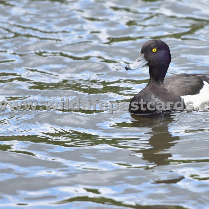 ij Tufted on the look out by Paul McElroy