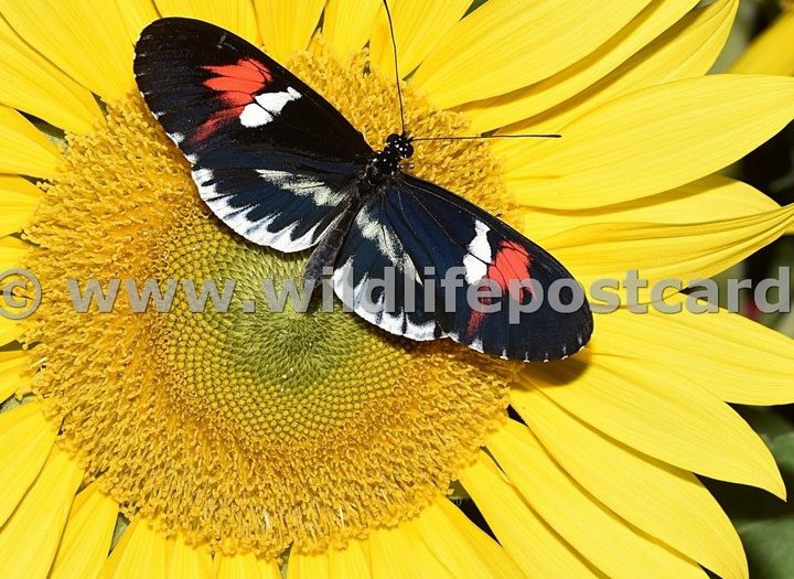 Butterflies Gallery - click on a photo for details and prices