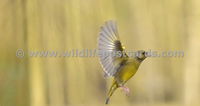 jk GB Greenfinch 1