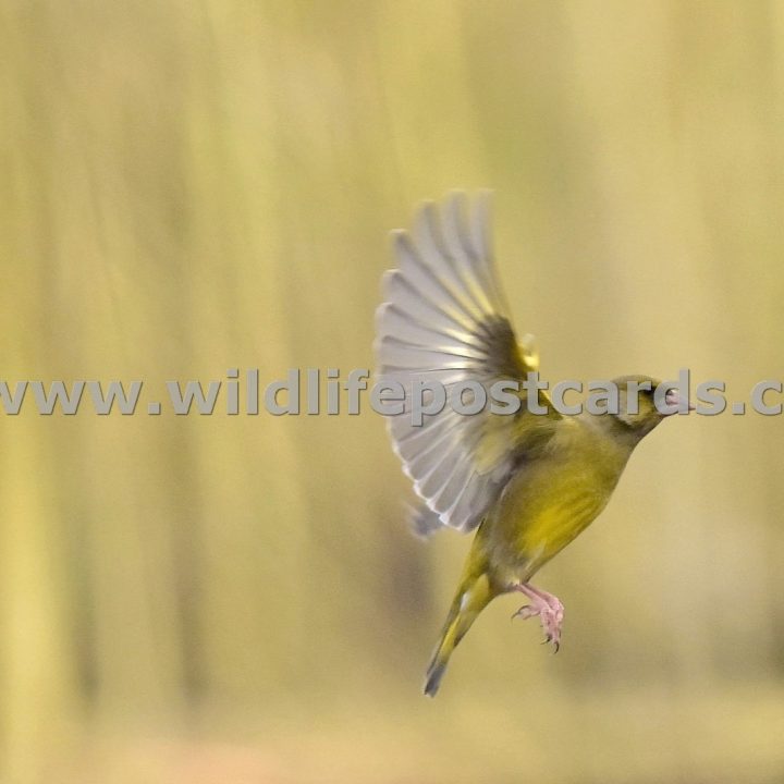 jk GB Greenfinch 1