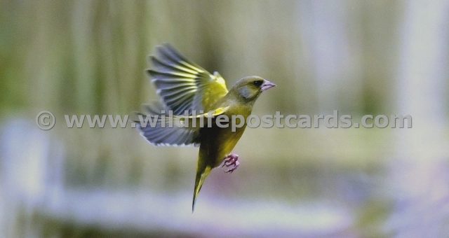 jl GB Greenfinch 2