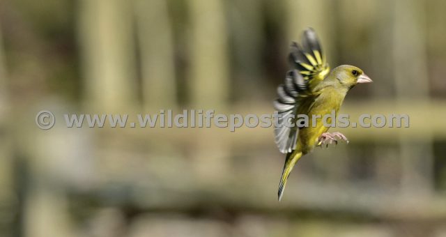 jm GB Greenfinch 3 by Paul McElroy