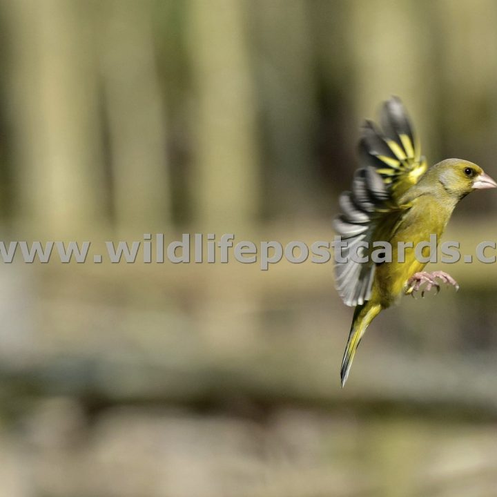 jm GB Greenfinch 3 by Paul McElroy