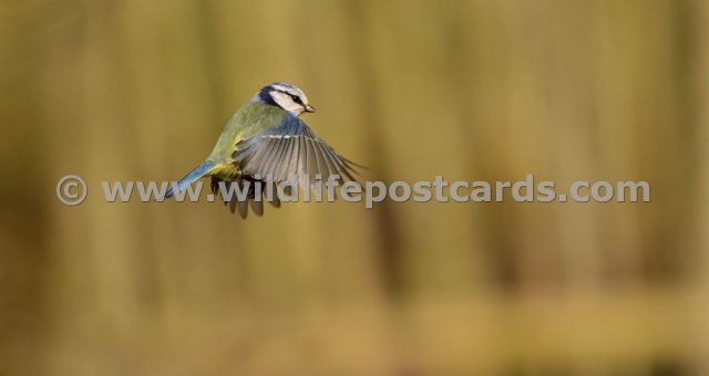 jo GB Blue tit 2