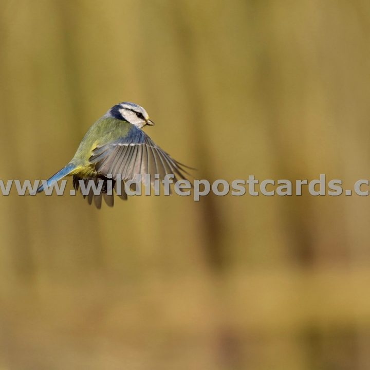 jo GB Blue tit 2