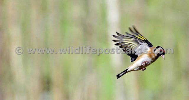 jt GB Goldfinch 1