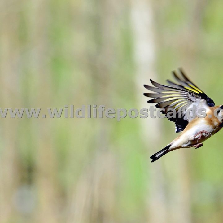 jt GB Goldfinch 1