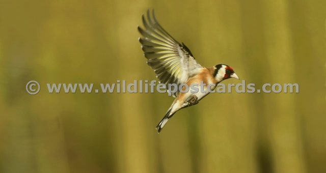 ju GB Goldfinch 2