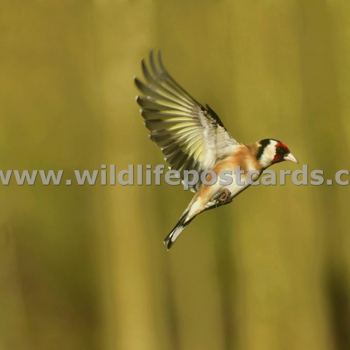 ju GB Goldfinch 2