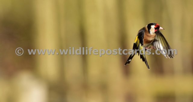 jv GB Goldfinch 3