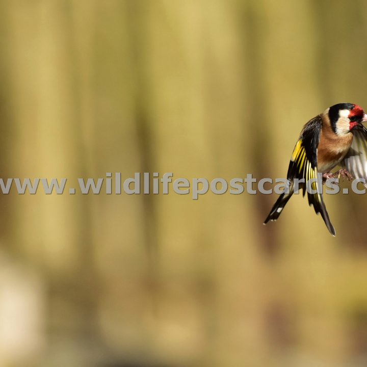 jv GB Goldfinch 3