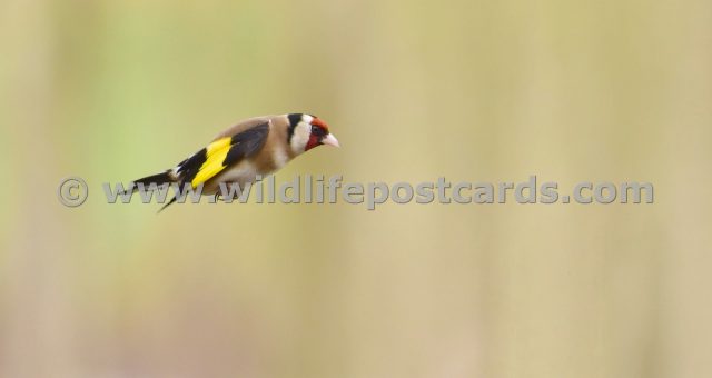 jw GB Goldfinch 4