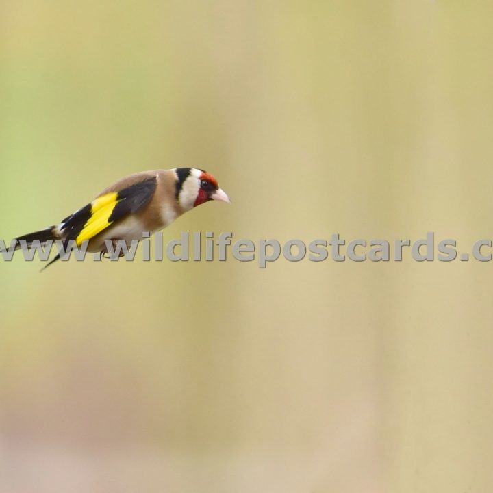 jw GB Goldfinch 4