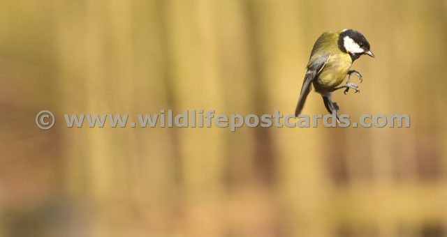 jx GB Great tit 1