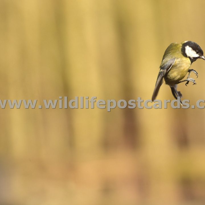 jx GB Great tit 1