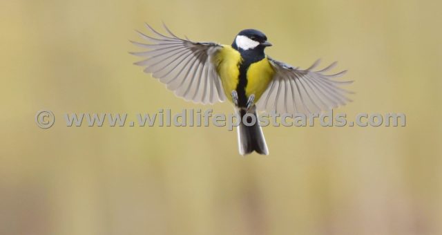 jy GB Great tit 2