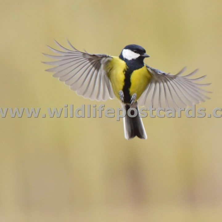 jy GB Great tit 2