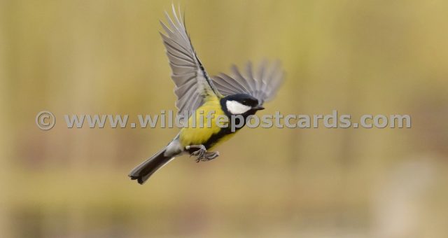 jz GB Great tit 3