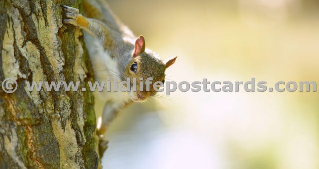 la Squirrel at sunset by Paul McElroy