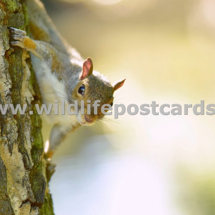 la Squirrel at sunset by Paul McElroy