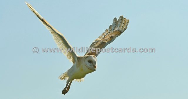 ma Barn owl wings up by Paul McElroy