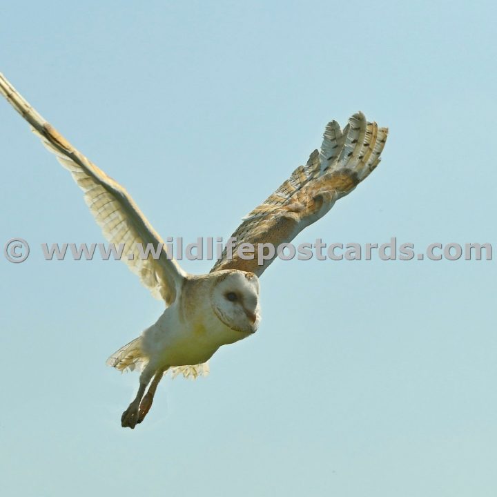 ma Barn owl wings up by Paul McElroy