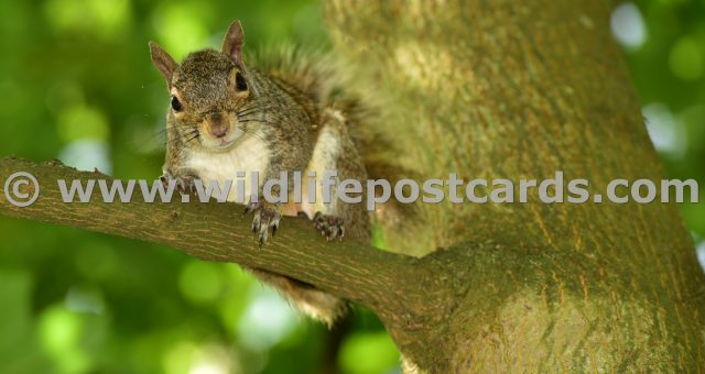 lj Squirrel overhead by Paul McElroy