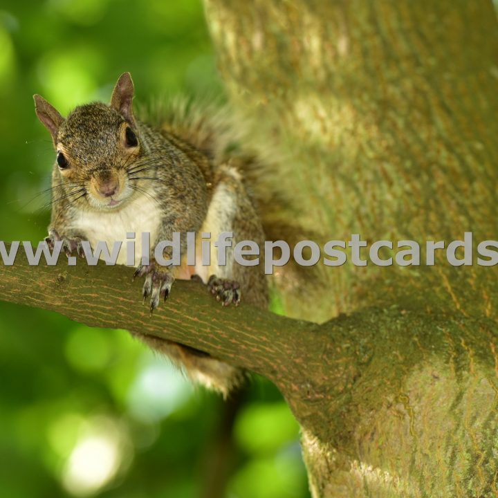 lj Squirrel overhead by Paul McElroy