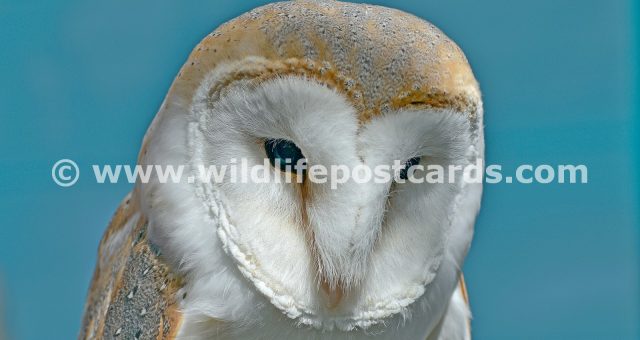 mj Owl portrait by Paul McElroy