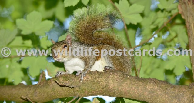 lk Squirrel along the branch by Paul McElroy