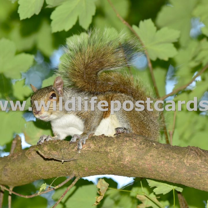 lk Squirrel along the branch by Paul McElroy